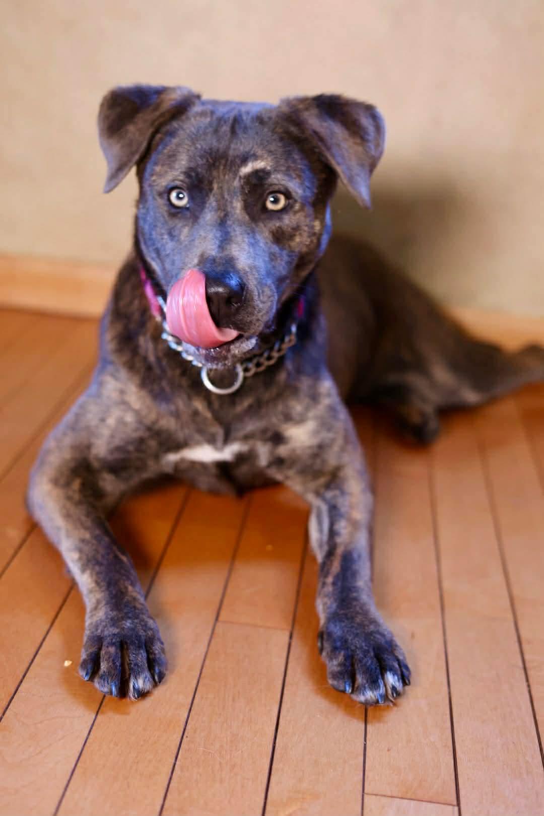 Belize, a Adoptable mixed breed in Duluth, MN image 1/3