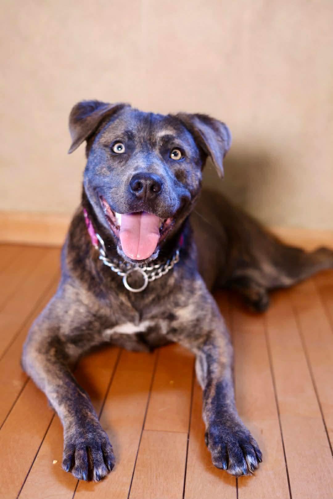 Belize, a Adoptable mixed breed in Duluth, MN image 2/3