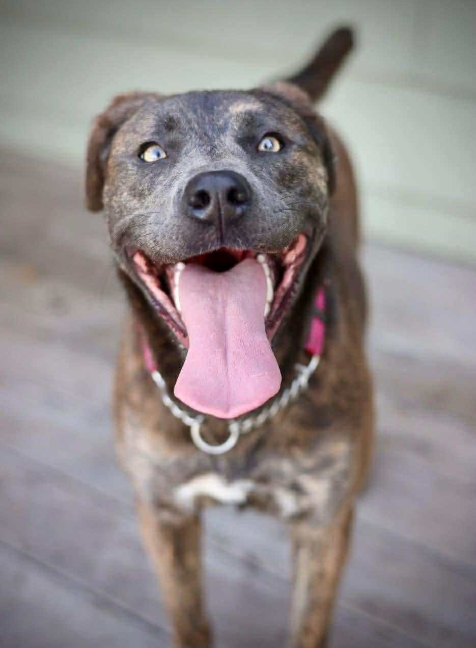 Belize, a Adoptable mixed breed in Duluth, MN image 3/3