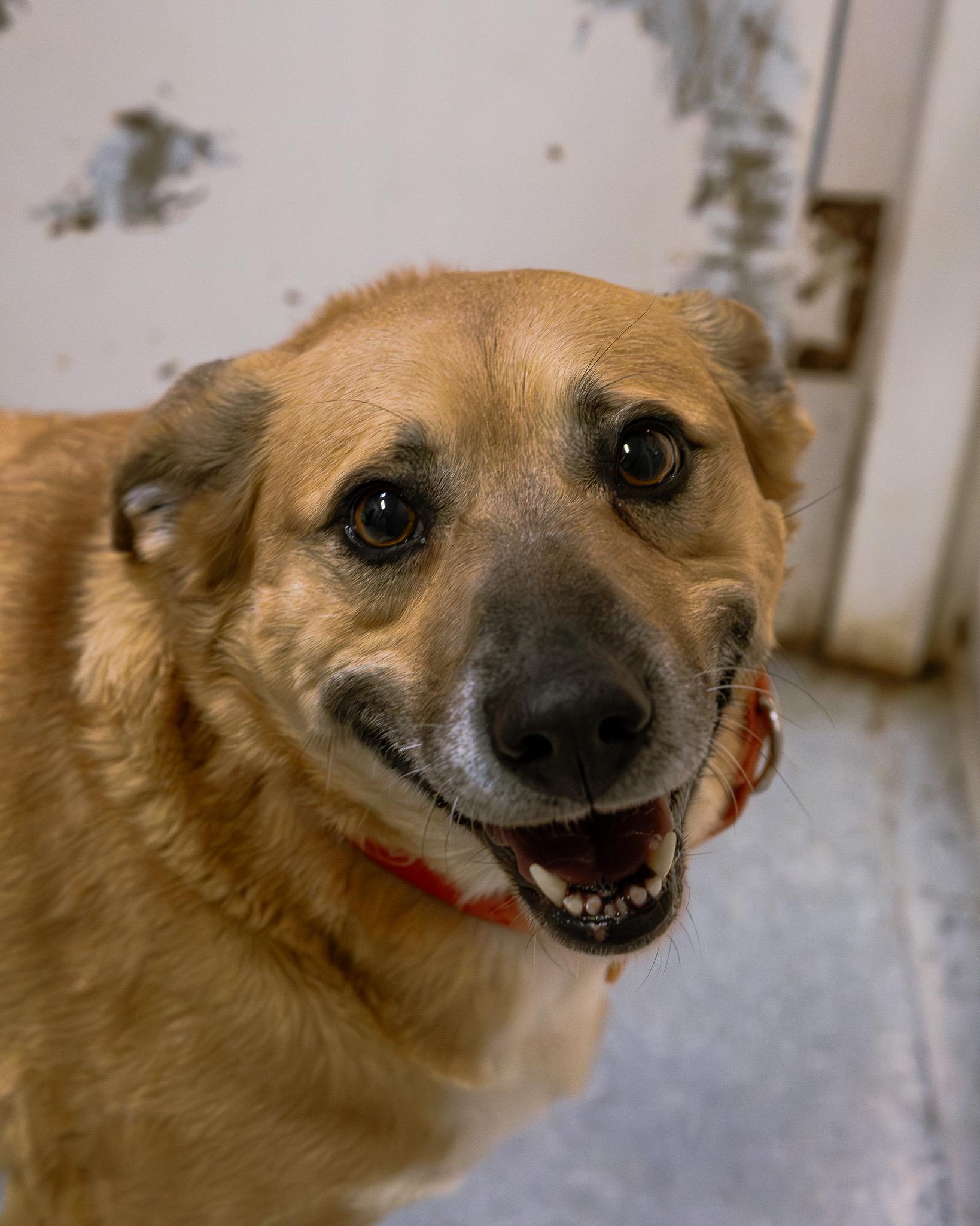 Enlarge Hazel, an adopted mixed breed in Cincinnati, OH image 1/3