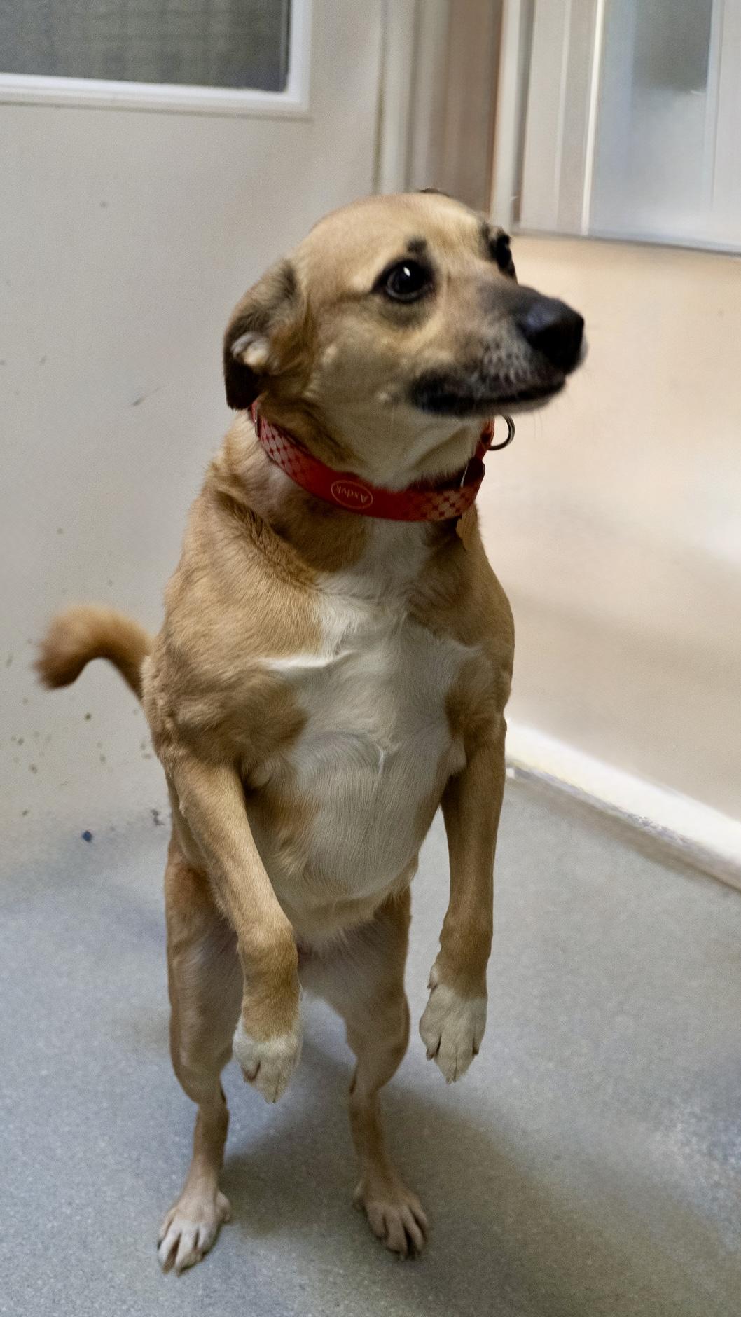 Enlarge Hazel, an adopted mixed breed in Cincinnati, OH image 2/3