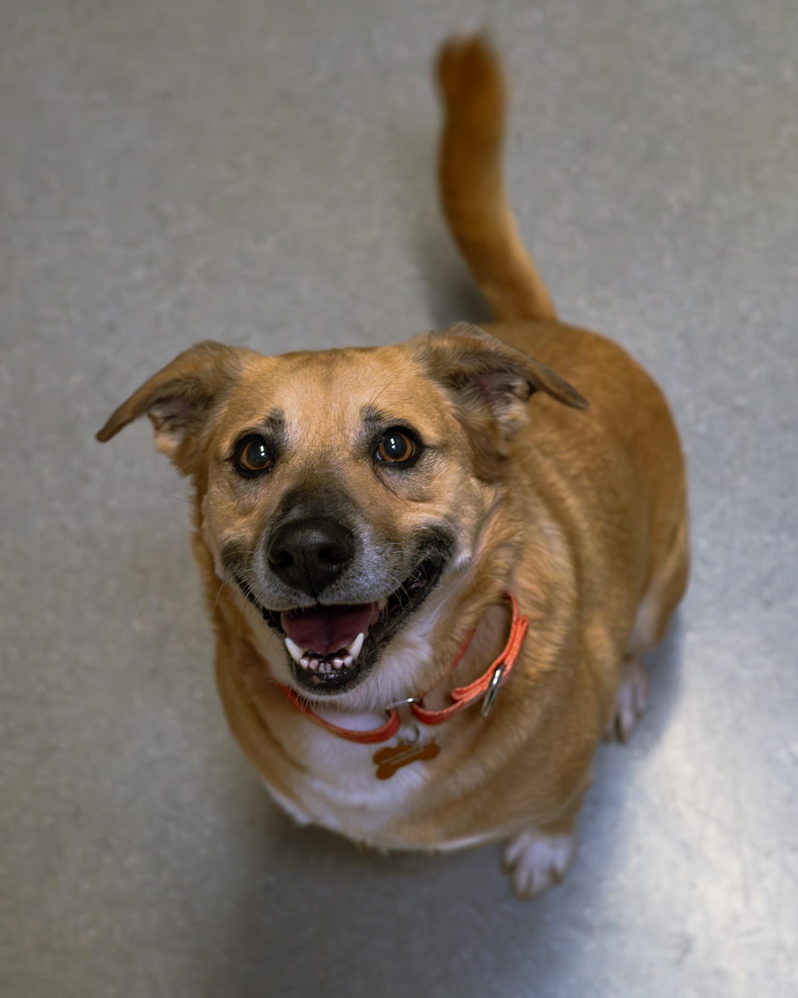 Enlarge Hazel, an adopted mixed breed in Cincinnati, OH image 3/3