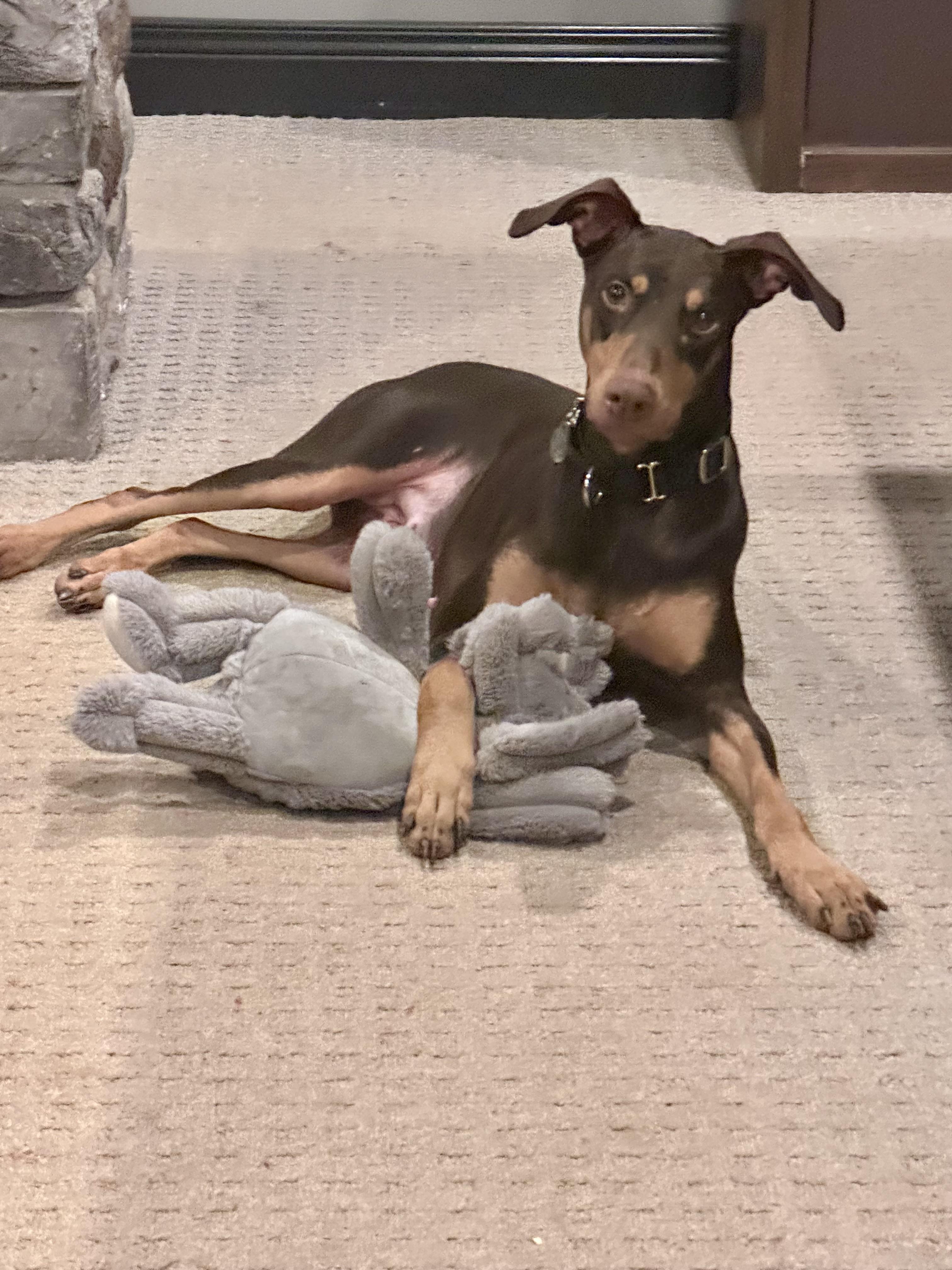 Gypsy, a Adoptable Doberman Pinscher in Louisville, KY image 2/6