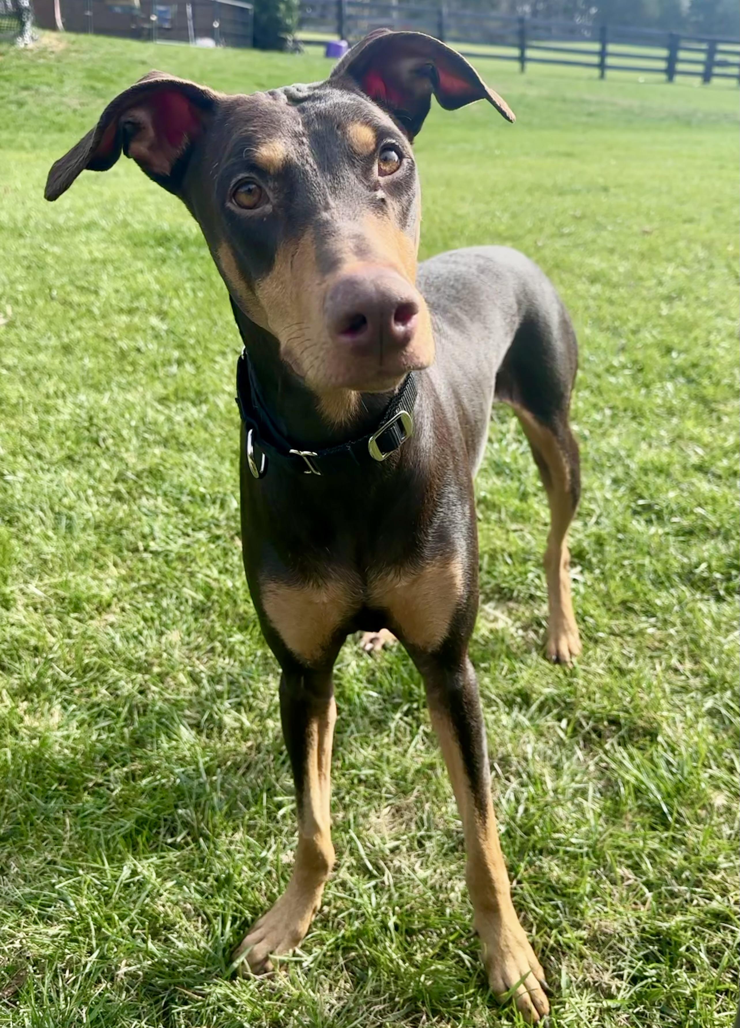 Gypsy, a Adoptable Doberman Pinscher in Louisville, KY image 3/6
