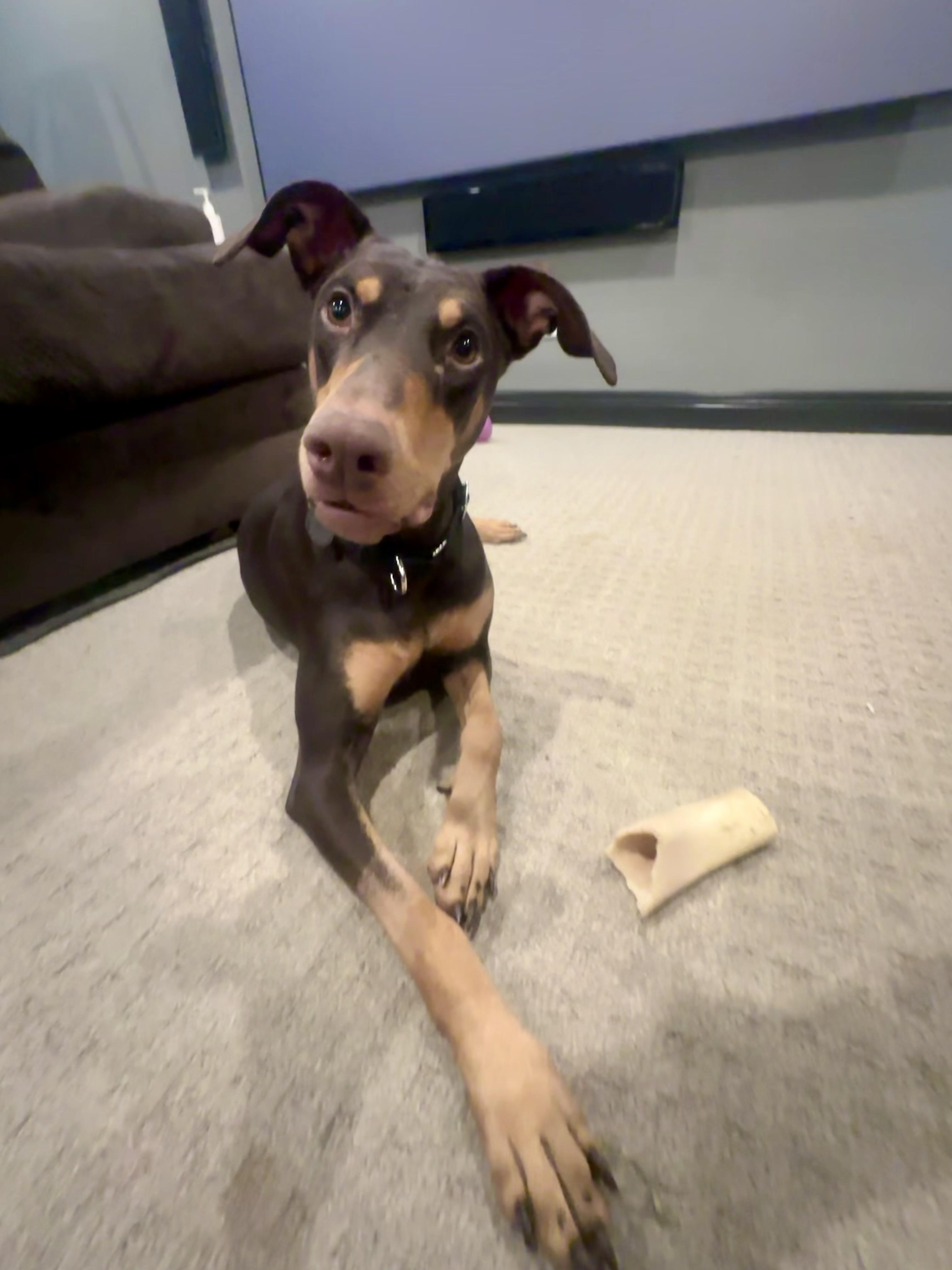 Gypsy, a Adoptable Doberman Pinscher in Louisville, KY image 4/6