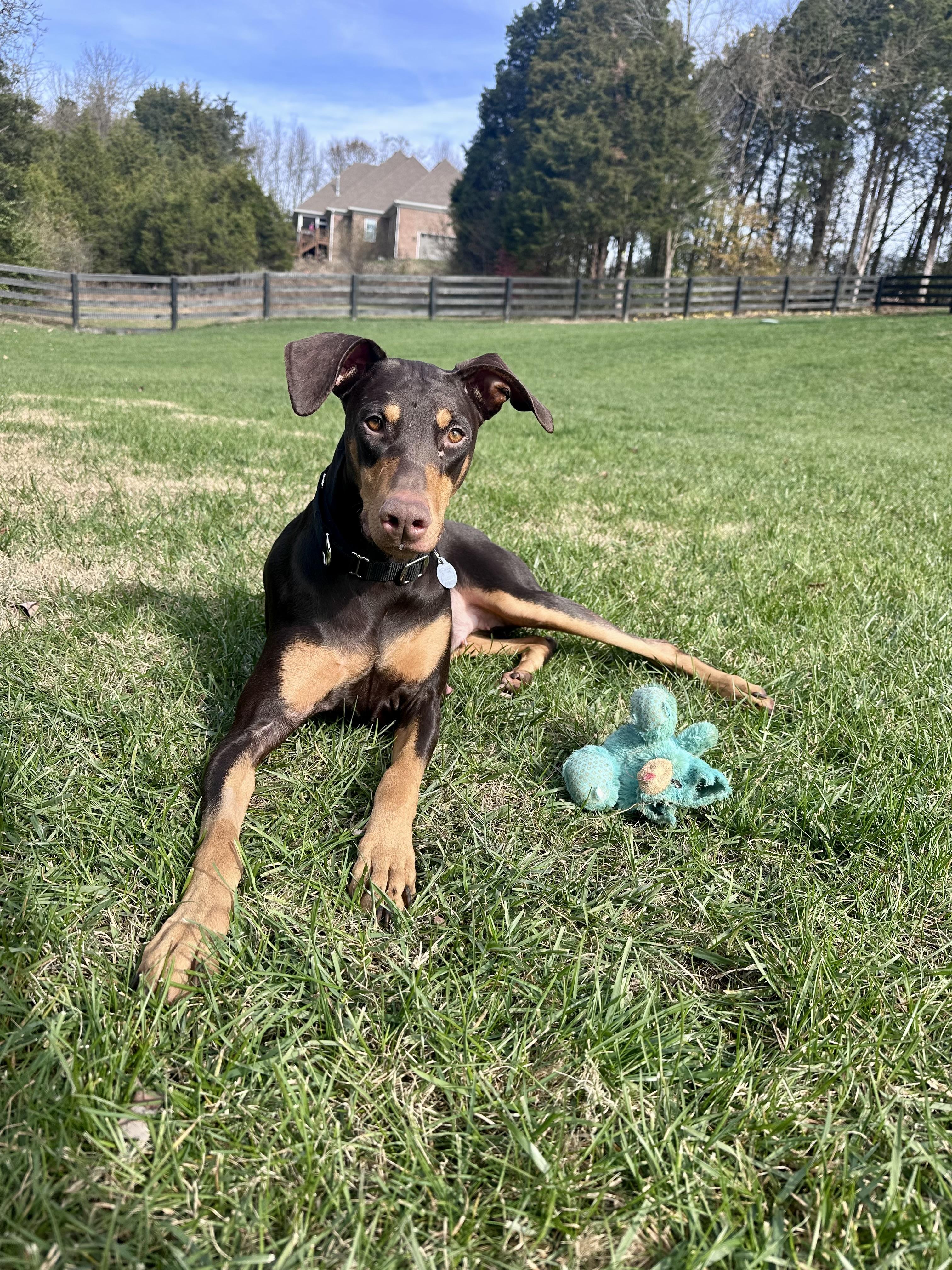 Gypsy, a Adoptable Doberman Pinscher in Louisville, KY image 1/6