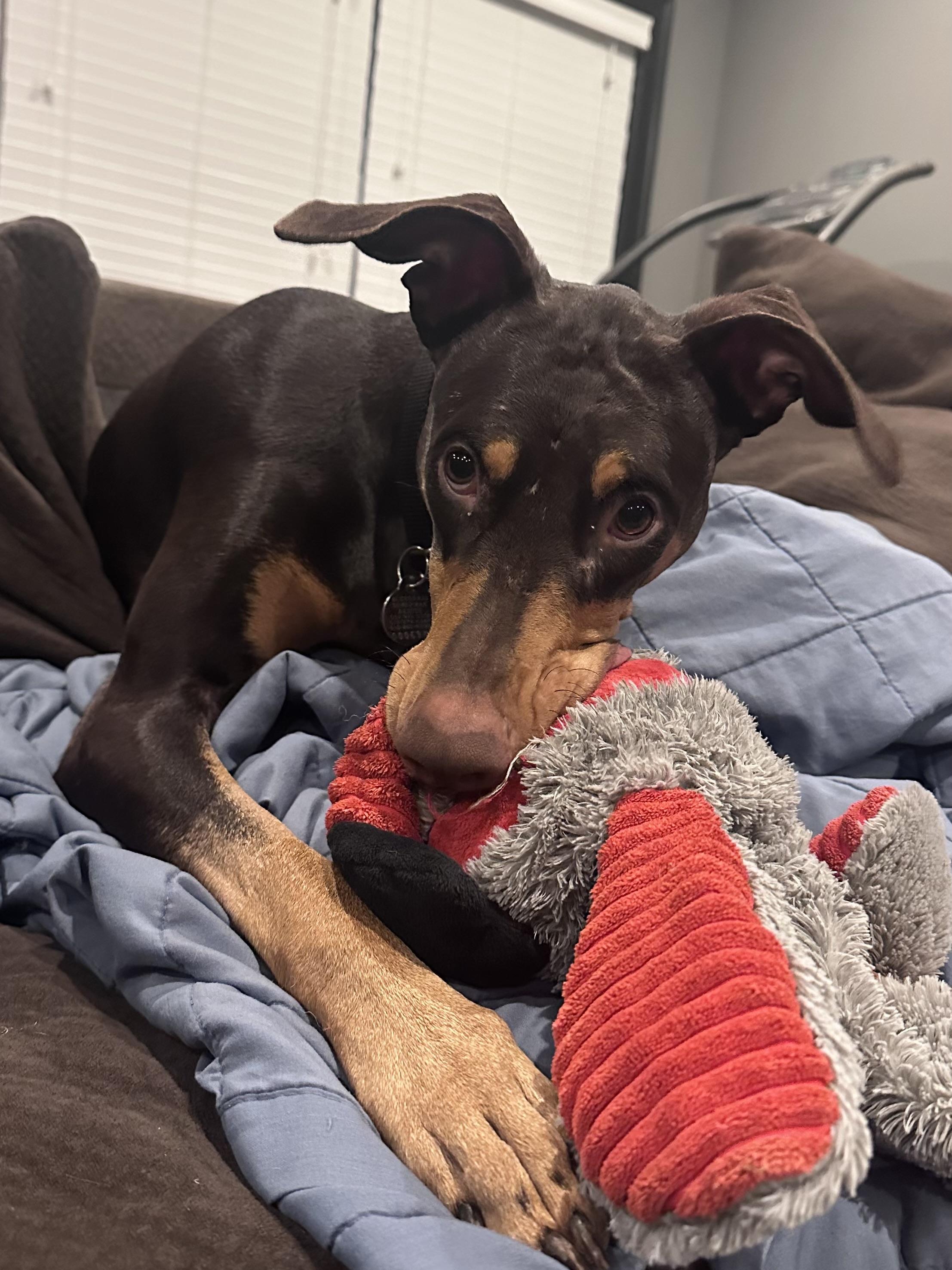 Gypsy, a Adoptable Doberman Pinscher in Louisville, KY image 5/6