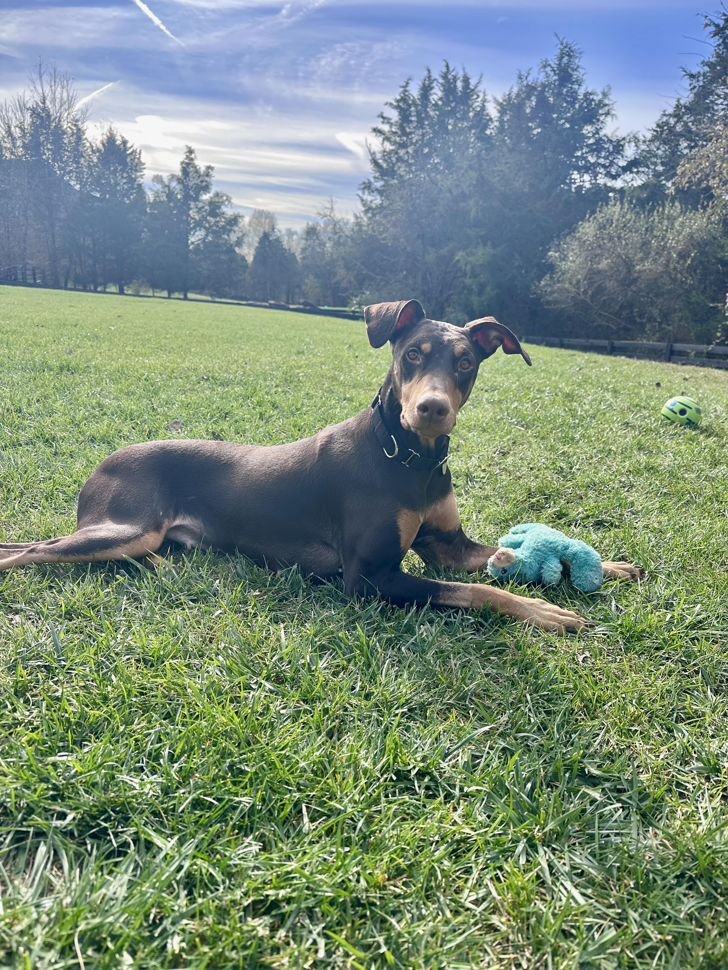 Gypsy, a Adoptable Doberman Pinscher in Louisville, KY image 6/6