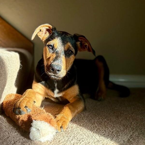 Enlarge Maple Portillo, a Adoptable mixed breed in Syracuse, NY image 2/6