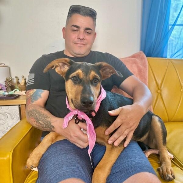 Enlarge Maple Portillo, a Adoptable mixed breed in Syracuse, NY image 4/6