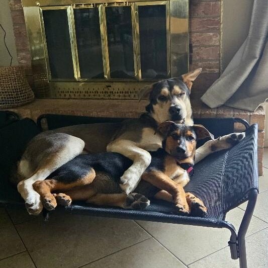 Enlarge Maple Portillo, a Adoptable mixed breed in Syracuse, NY image 3/6
