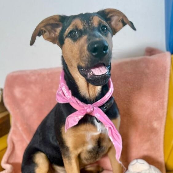 Enlarge Maple Portillo, a Adoptable mixed breed in Syracuse, NY image 1/6