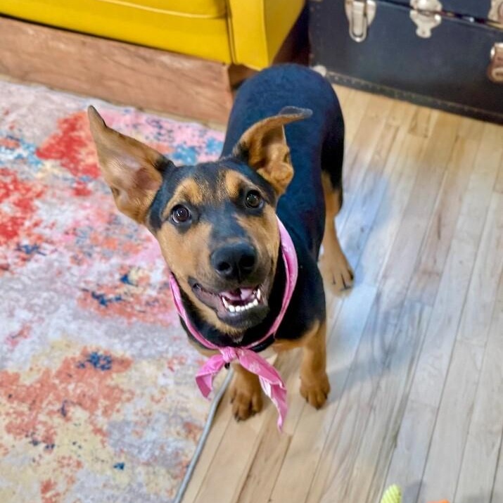 Enlarge Maple Portillo, a Adoptable mixed breed in Syracuse, NY image 5/6