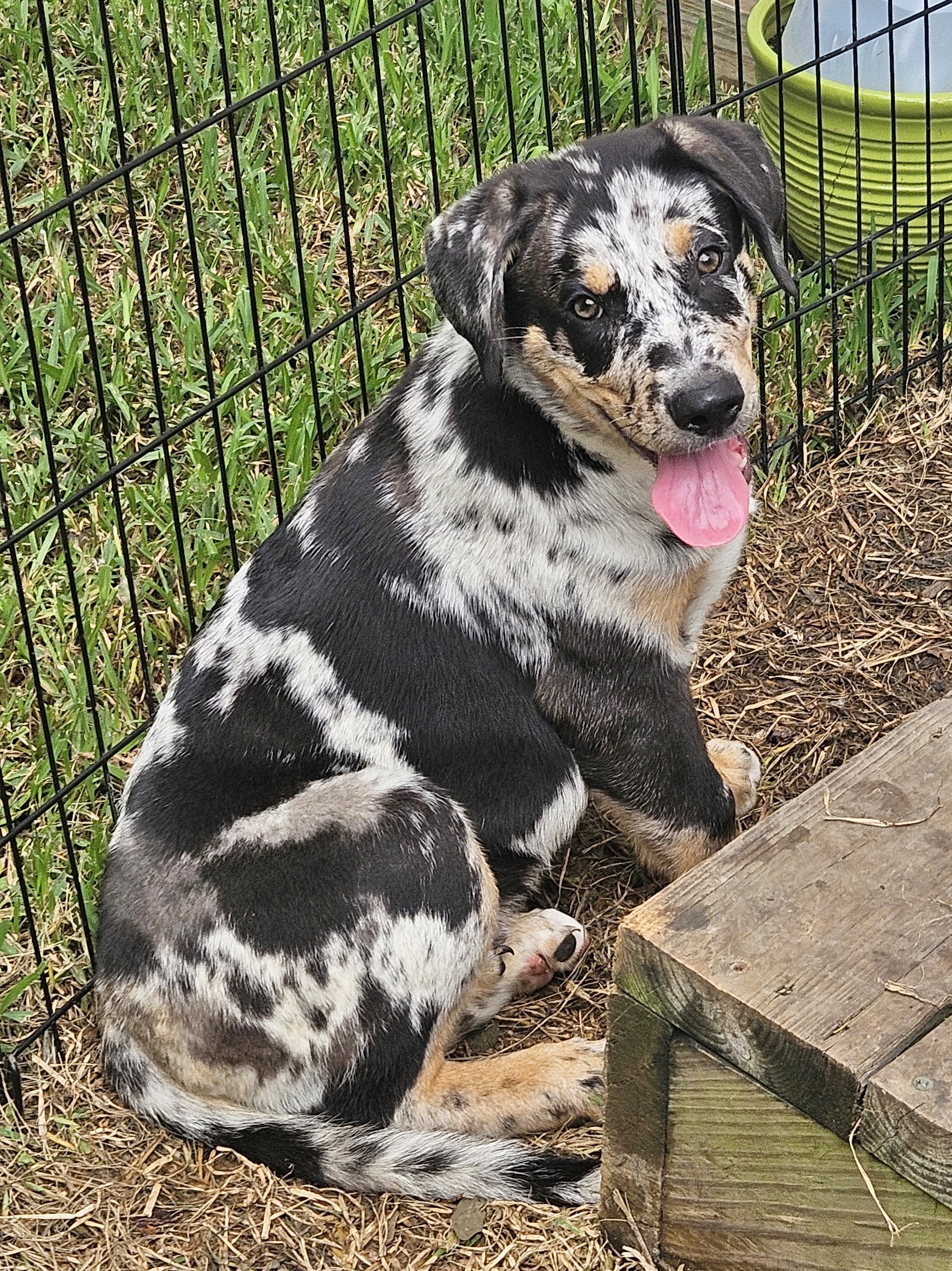 Fabio, Adopted, Puppy Male Catahoula Leopard Dog & Labrador Retriever.