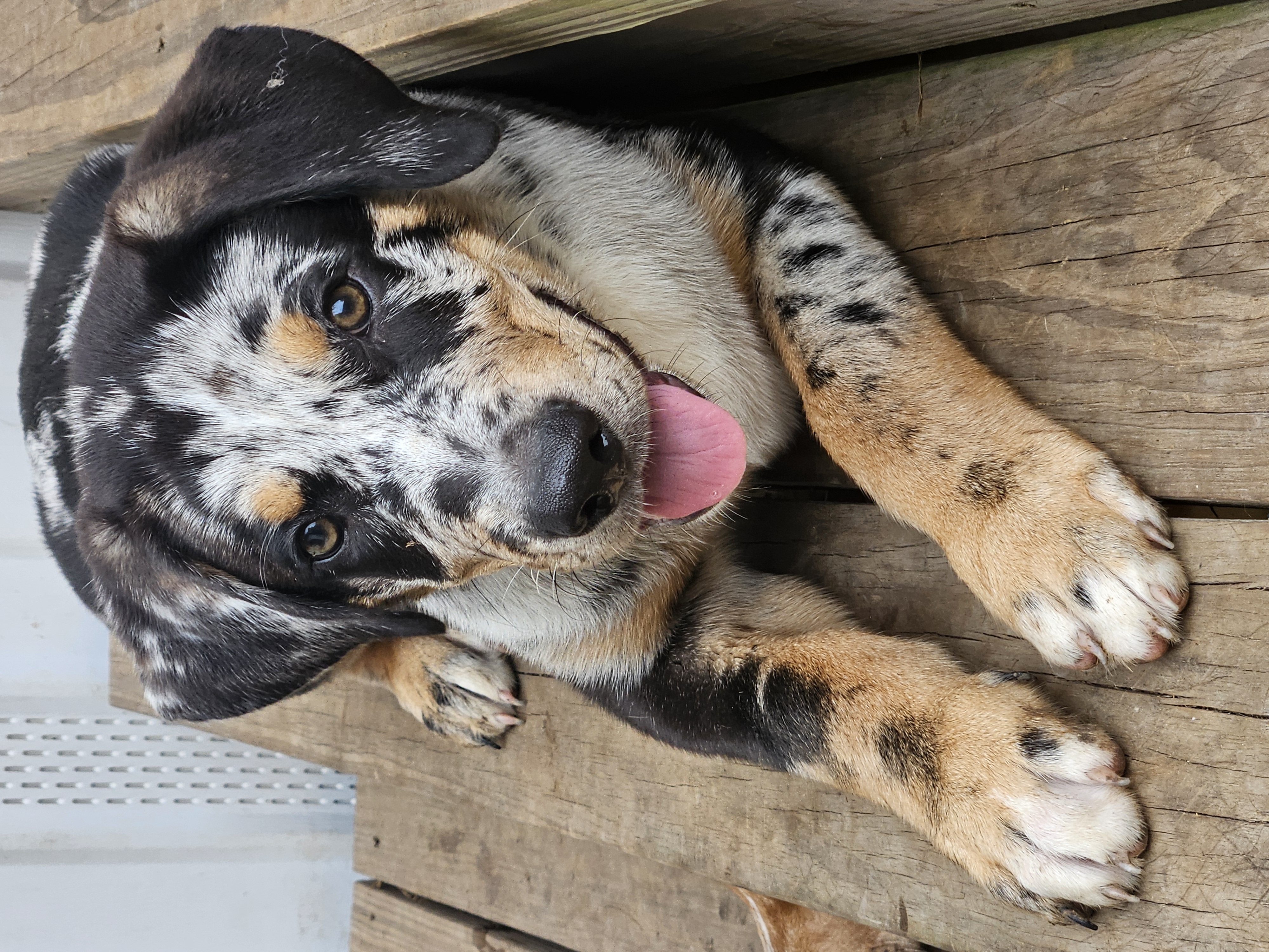 Fabio, a Adopted mixed breed in Houston, TX image 2/5