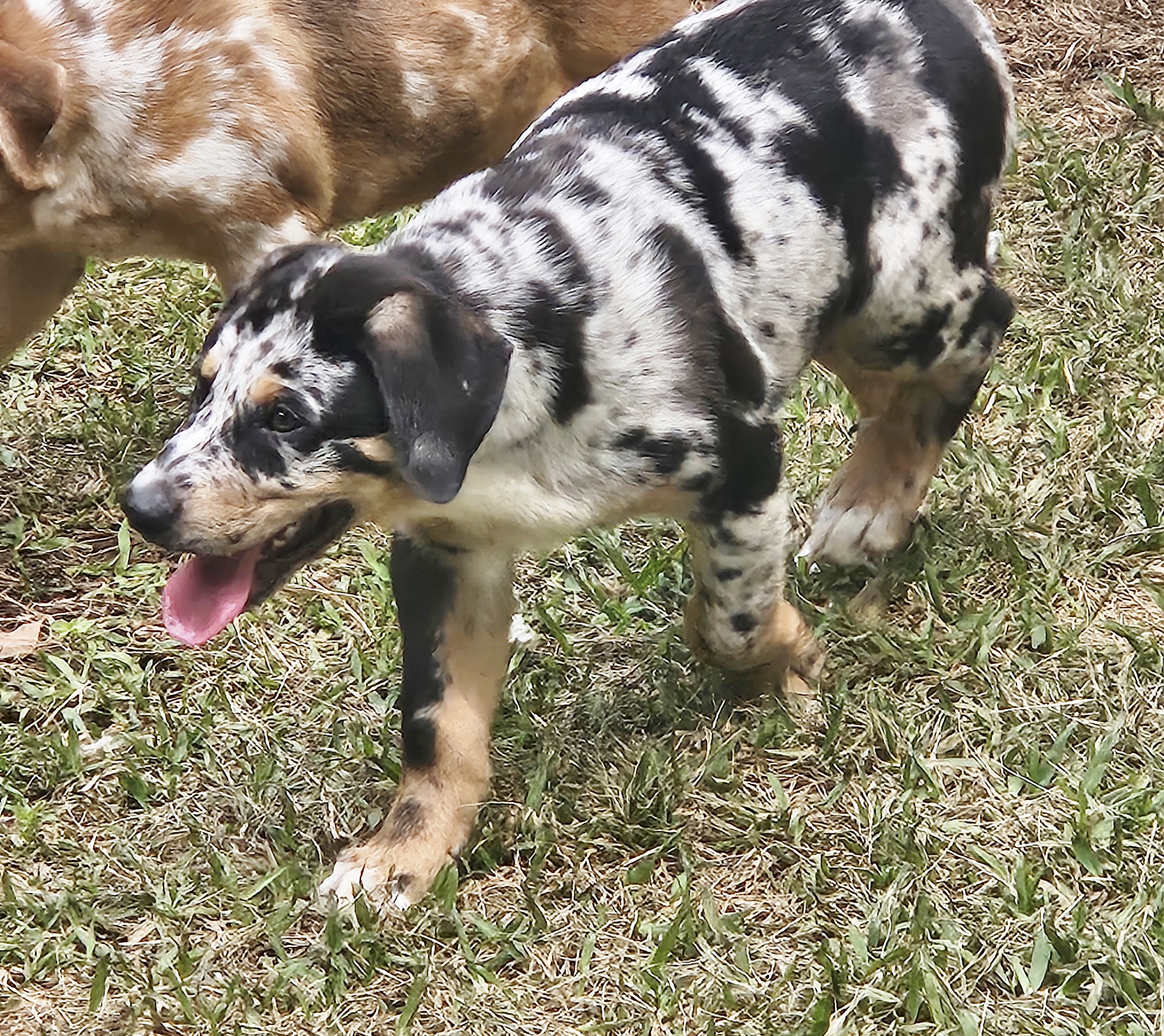 Fabio, a Adopted mixed breed in Houston, TX image 5/5