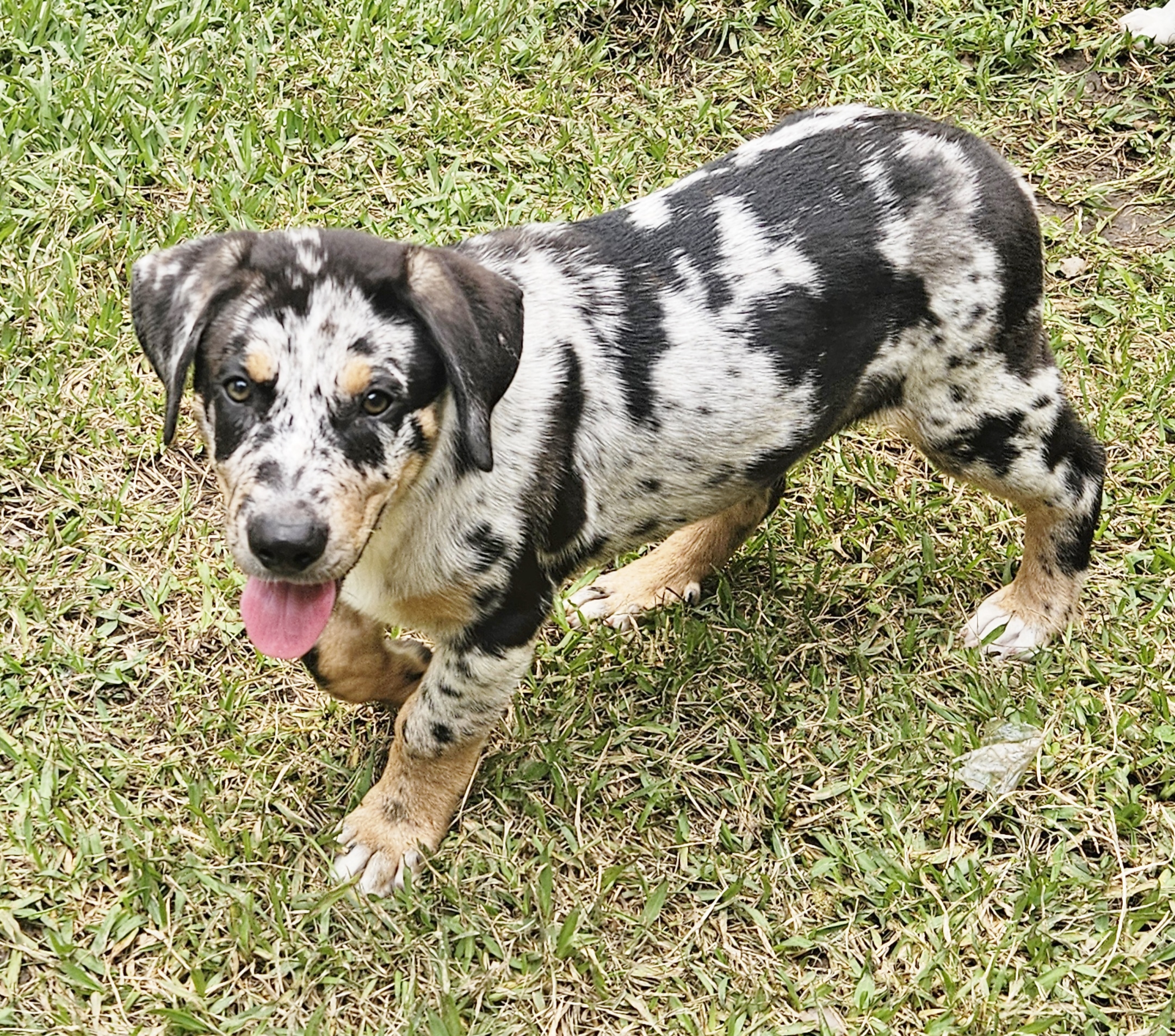 Fabio, a Adopted mixed breed in Houston, TX image 4/5