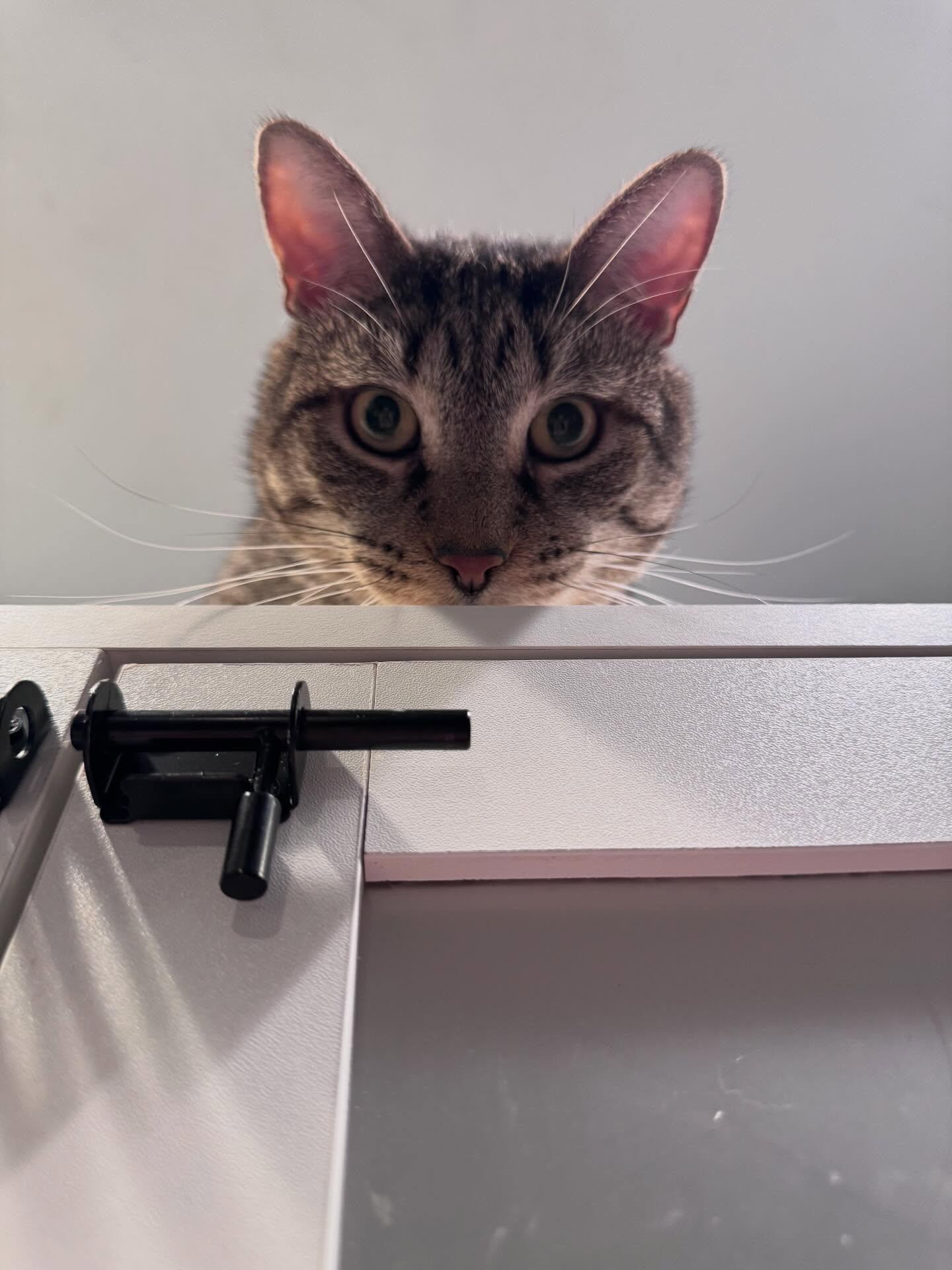 Enlarge Big Tig, a ADOPTABLE Domestic Short Hair in Levittown, PA image 3/3