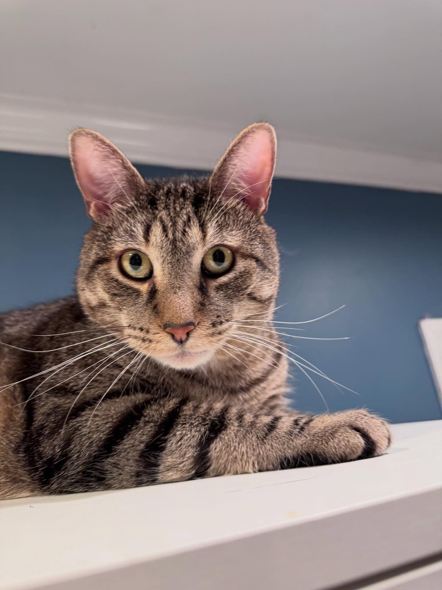 Enlarge Big Tig, a ADOPTABLE Domestic Short Hair in Levittown, PA image 2/3