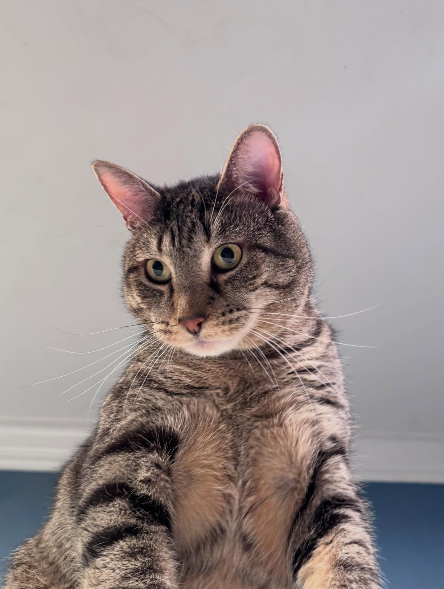 Big Tig, ADOPTABLE, Adult Male Domestic Short Hair.