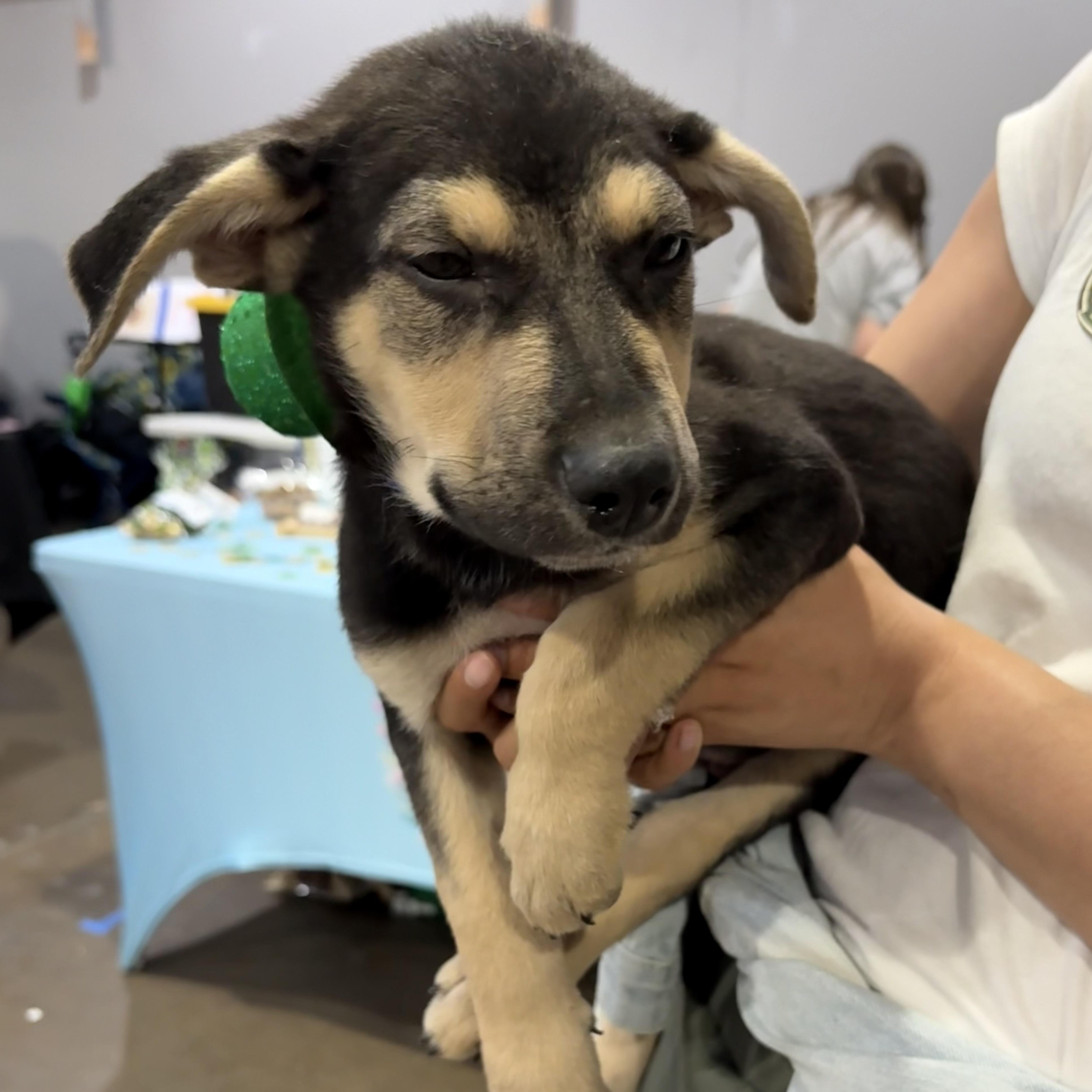 Peppers — thumbnail 3