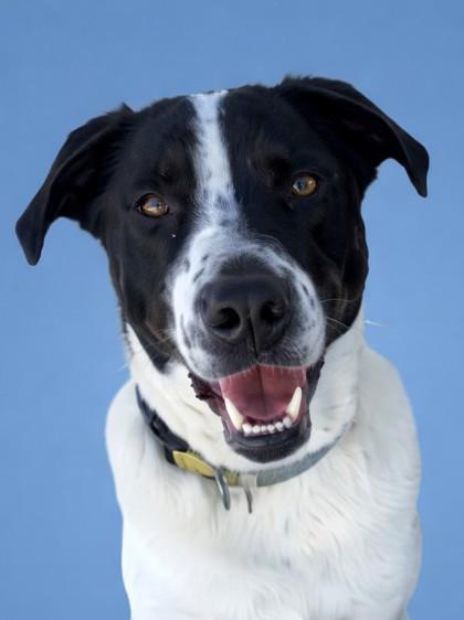 Enlarge Luca, a Adoptable mixed breed in Baraboo, WI image 2/3