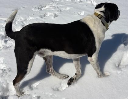 Enlarge Luca, a Adoptable mixed breed in Baraboo, WI image 3/3