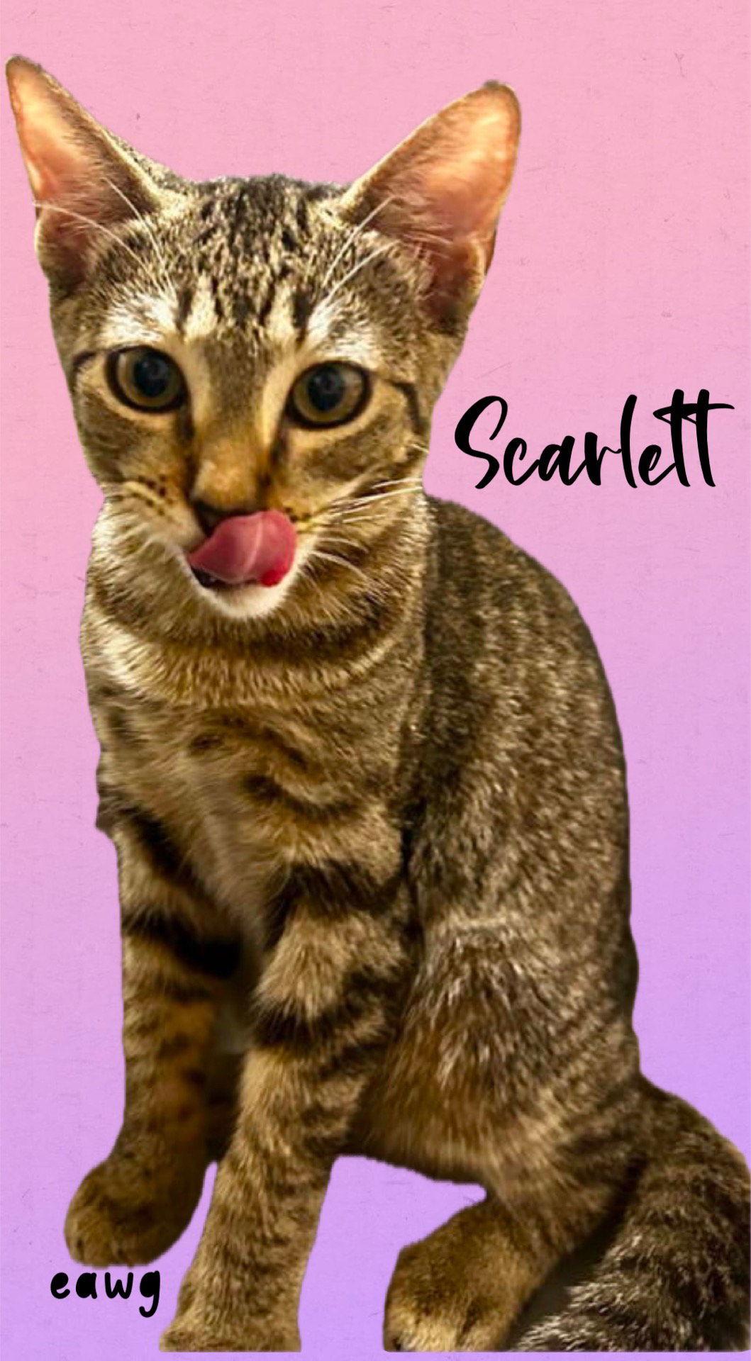Enlarge Scarlett, a Adoptable Tabby in Pensacola, FL image 1/1