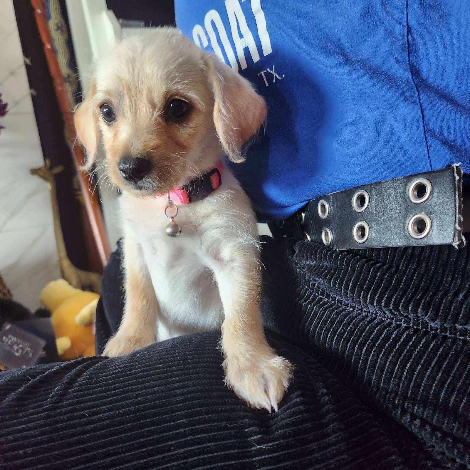 Enlarge Avery, a Adopted mixed breed in Alvin, TX image 1/6