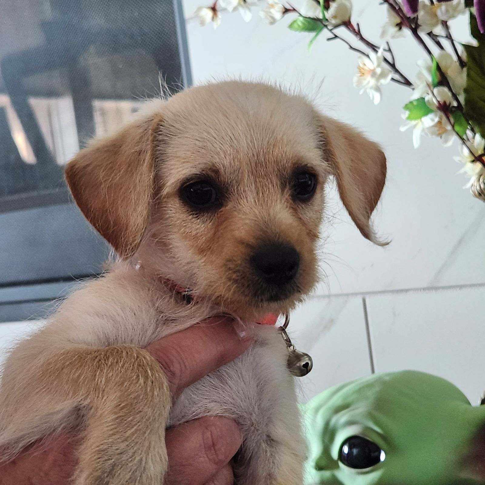 Enlarge Avery, a Adopted mixed breed in Alvin, TX image 4/6