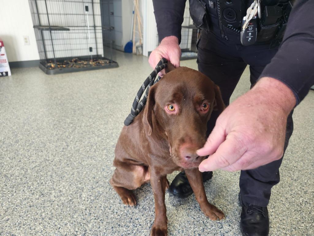 HERCULES ZORO WILLIAMS, Adoptable, Adult Male Chocolate Labrador Retriever & Mixed Breed.