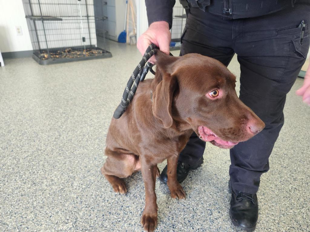 Enlarge HERCULES ZORO, a Adoptable mixed breed in Athens, AL image 2/6