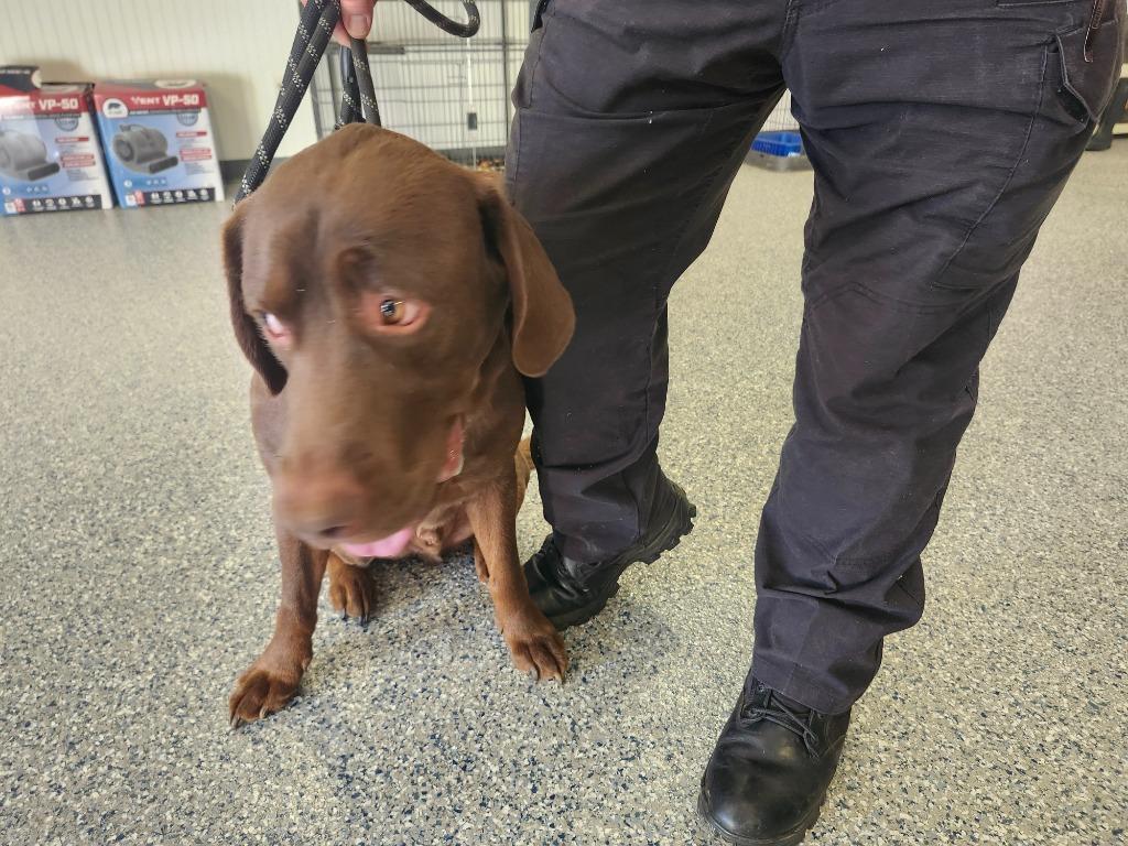 Hercules Zoro thumbnail 3