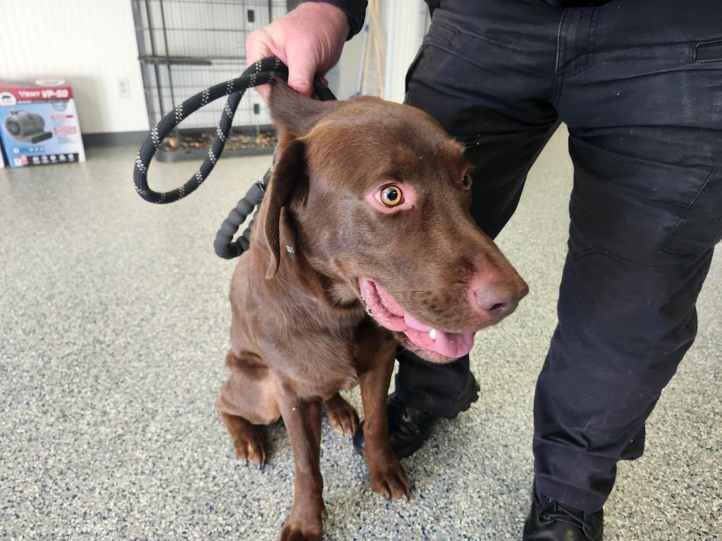 Enlarge HERCULES ZORO, a Adoptable mixed breed in Athens, AL image 4/6