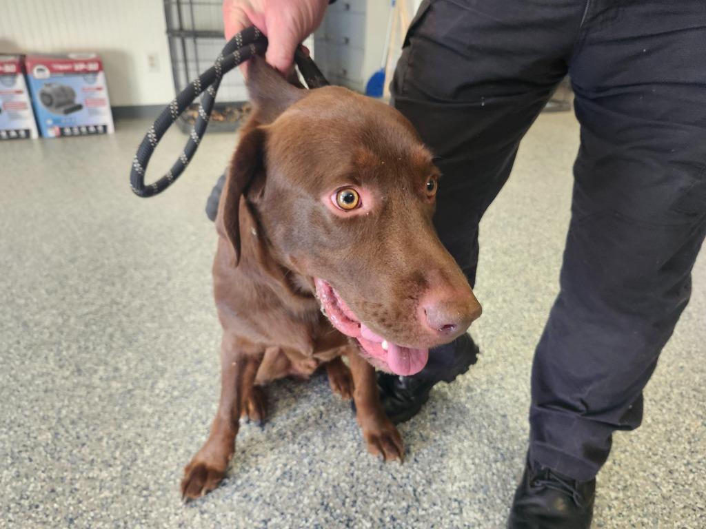 Enlarge HERCULES ZORO, a Adoptable mixed breed in Athens, AL image 5/6