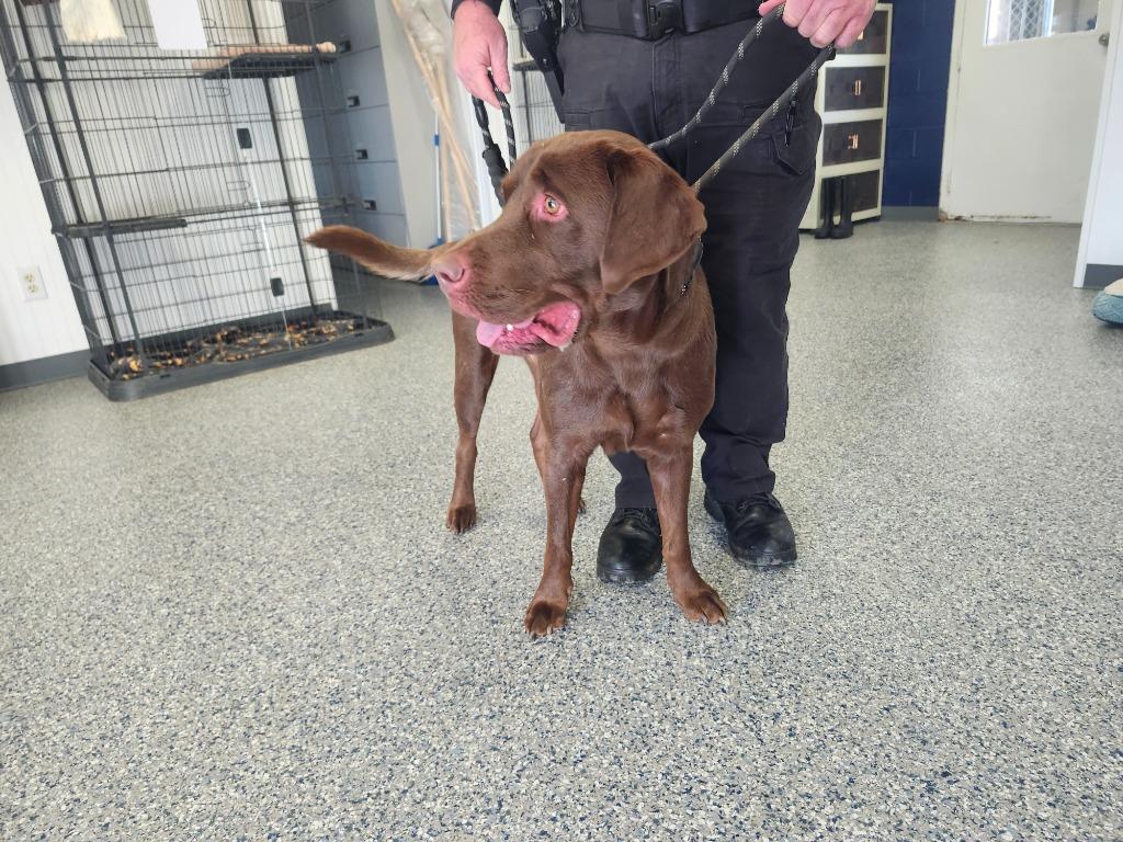 Hercules Zoro thumbnail 6