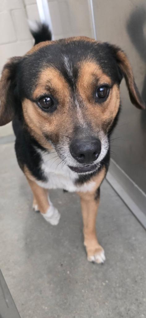 Haggard, Adoptable, Adult Male Cattle Dog.