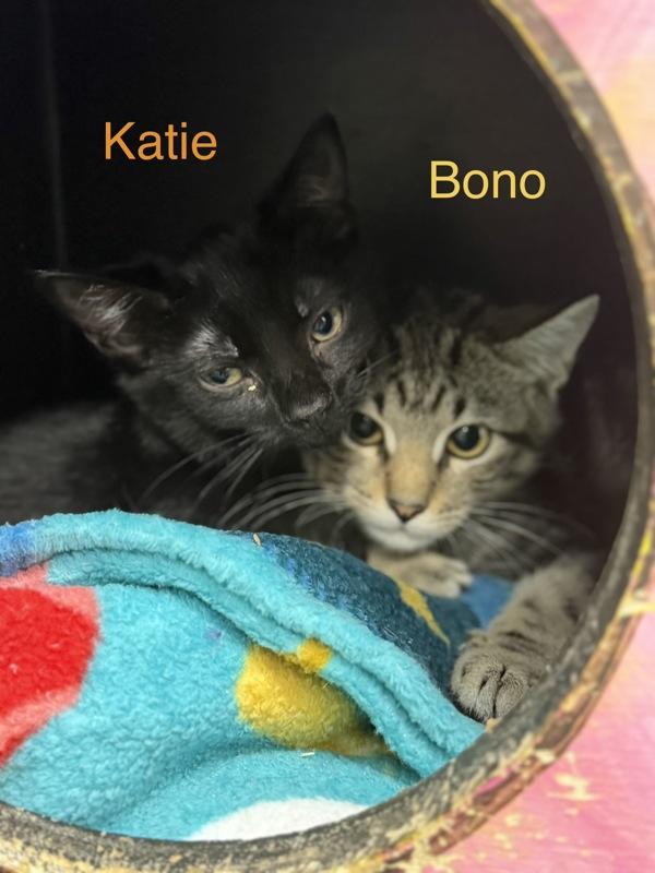 Katie, Adoptable, Kitten Female Domestic Short Hair.