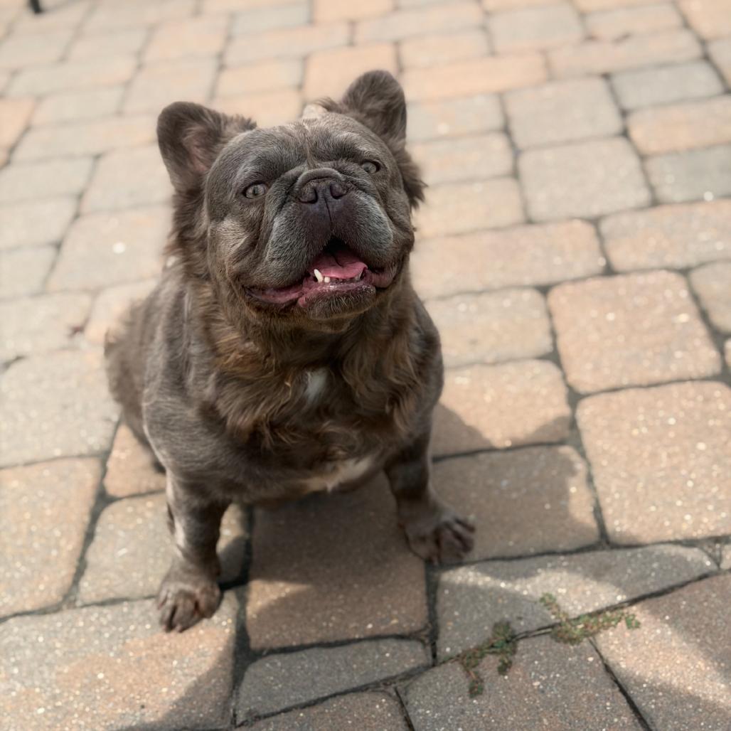 Fiona, Adoptable, Adult Female French Bulldog.