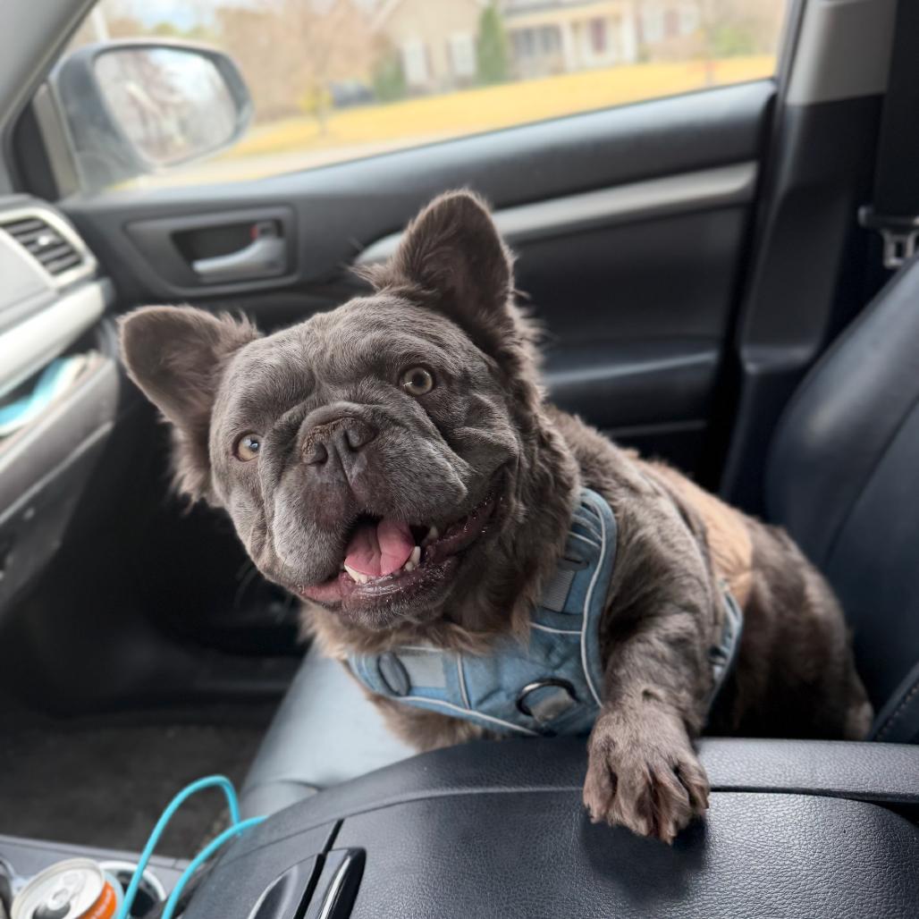 Enlarge Fiona, an adopted French Bulldog in Medford, NJ image 2/2