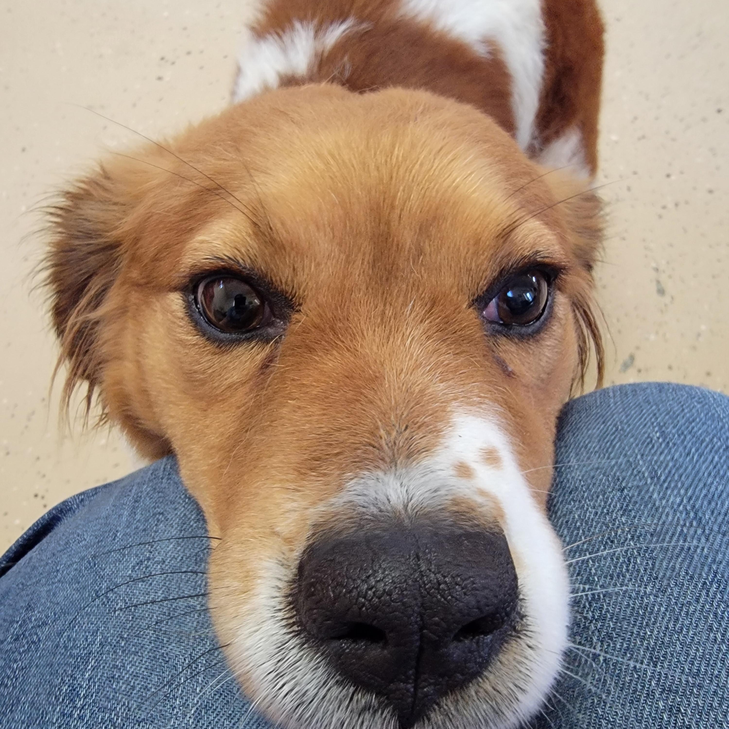 Enlarge Reba, a ADOPTABLE Australian Shepherd in Mount Sterling, KY image 5/6