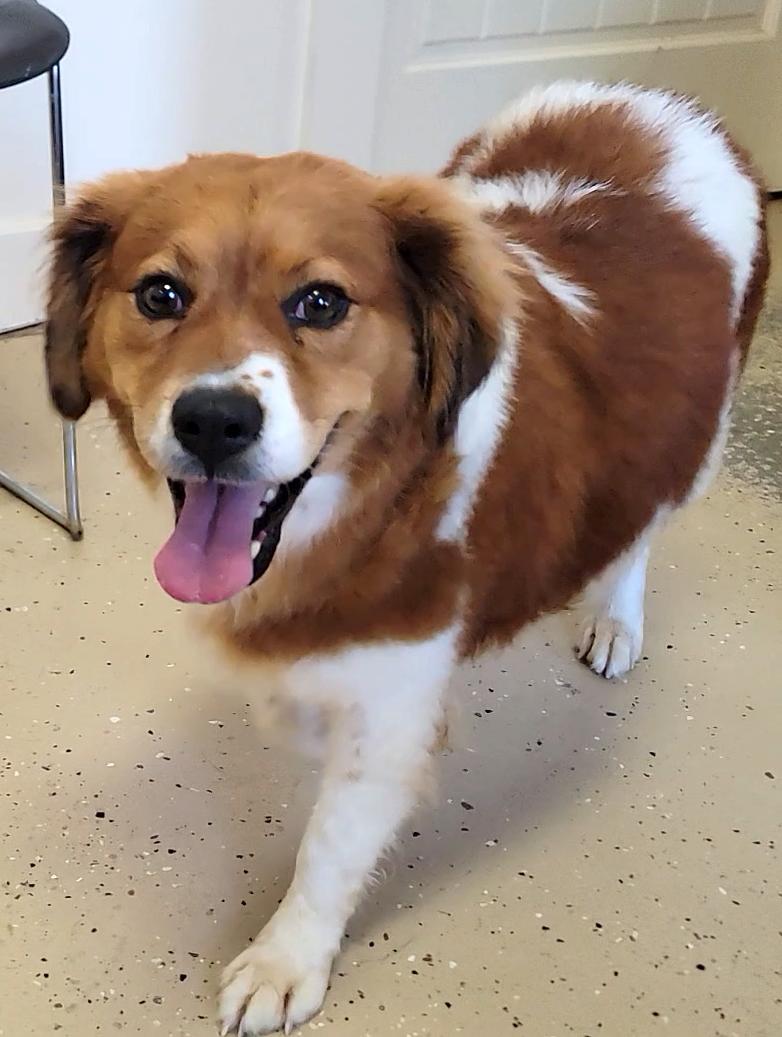 Enlarge Reba, a ADOPTABLE Australian Shepherd in Mount Sterling, KY image 1/6