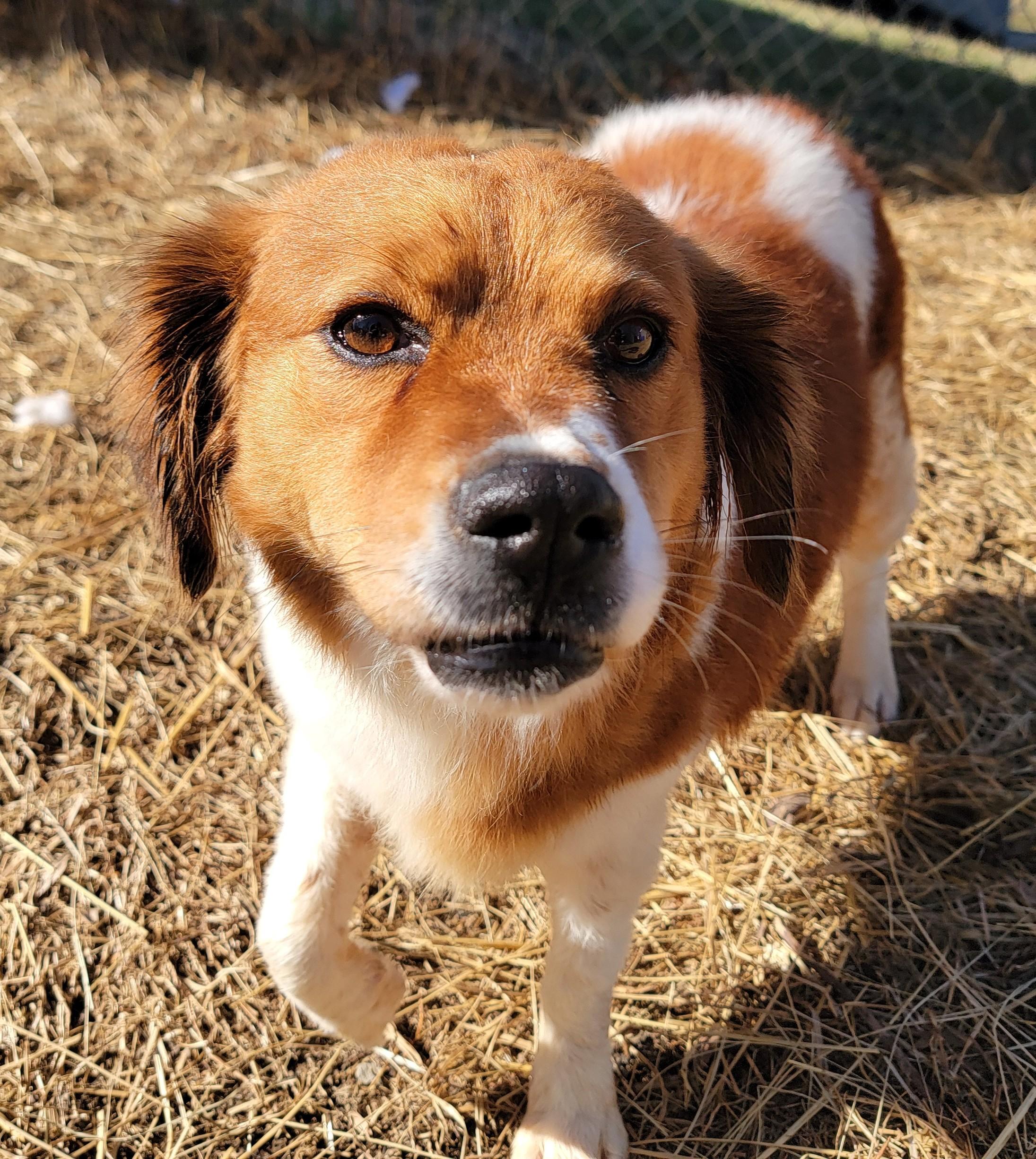 Enlarge Reba, a ADOPTABLE Australian Shepherd in Mount Sterling, KY image 4/6