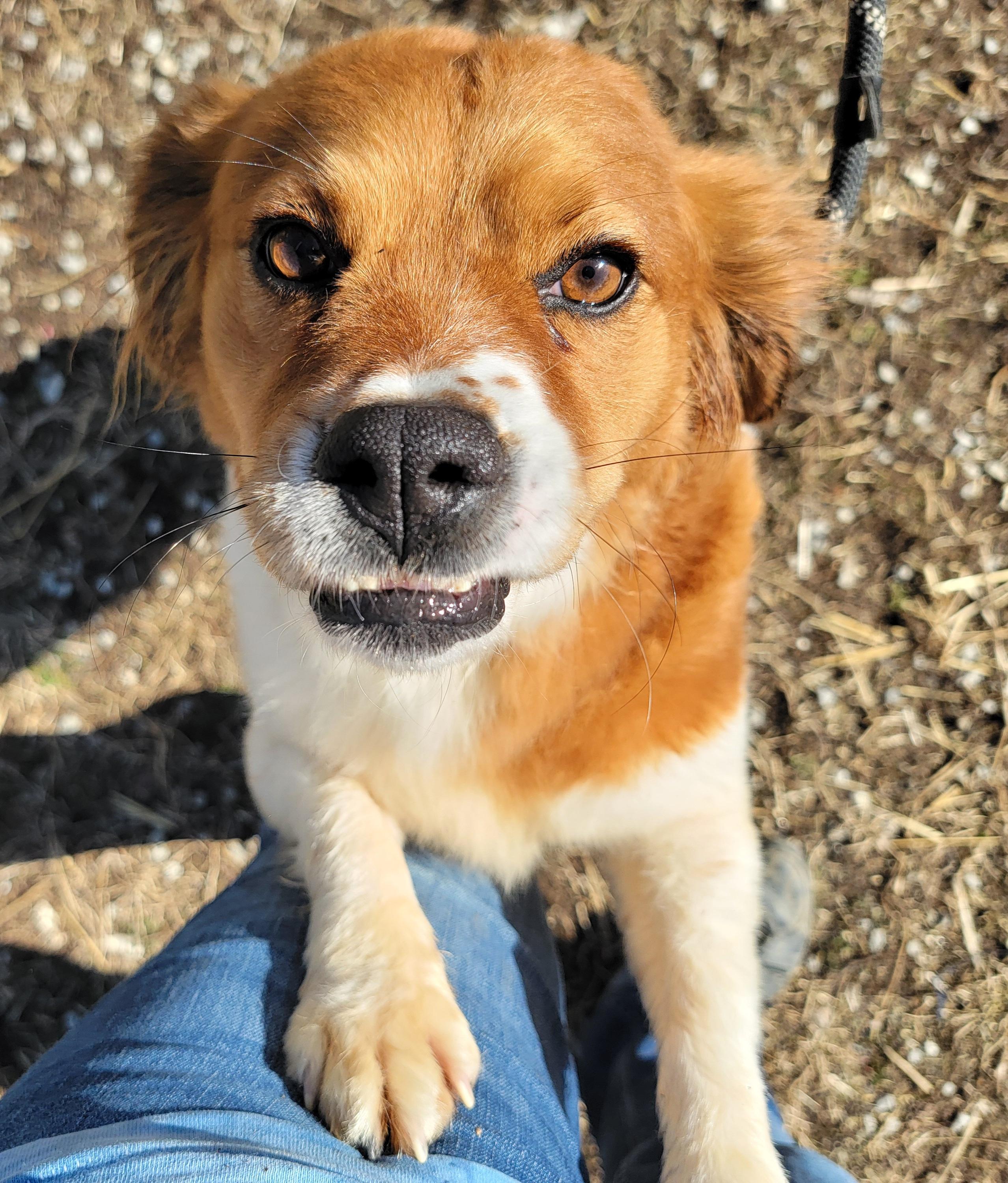 Enlarge Reba, a ADOPTABLE Australian Shepherd in Mount Sterling, KY image 6/6