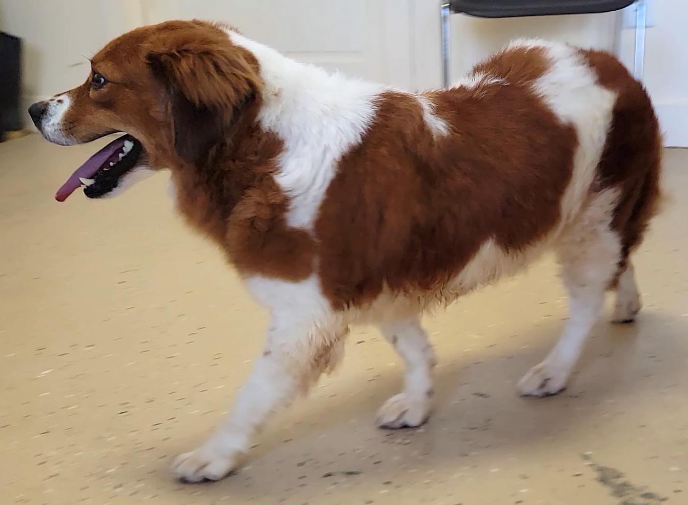 Enlarge Reba, a ADOPTABLE Australian Shepherd in Mount Sterling, KY image 3/6