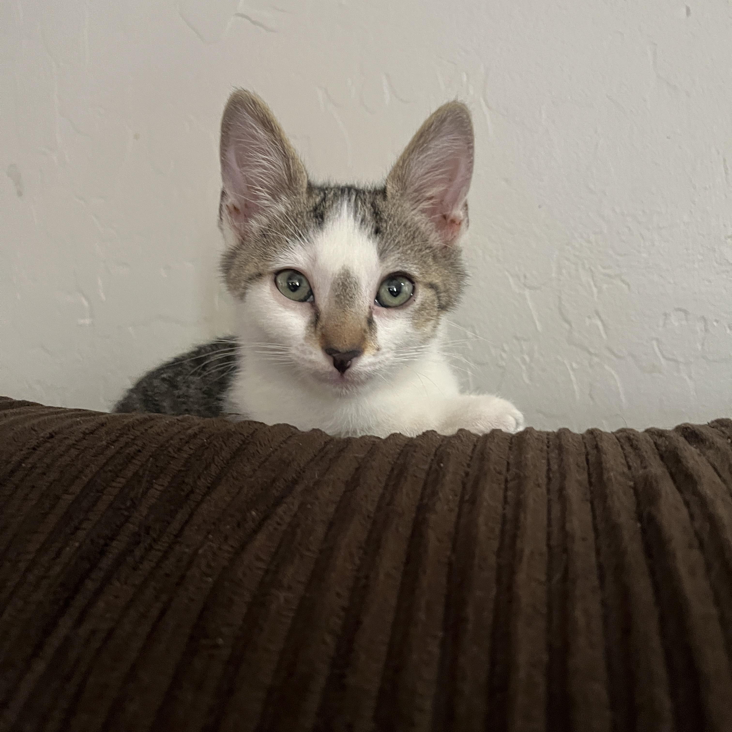 Enlarge Theodore, a ADOPTABLE Tabby in Queen Creek, AZ image 3/3