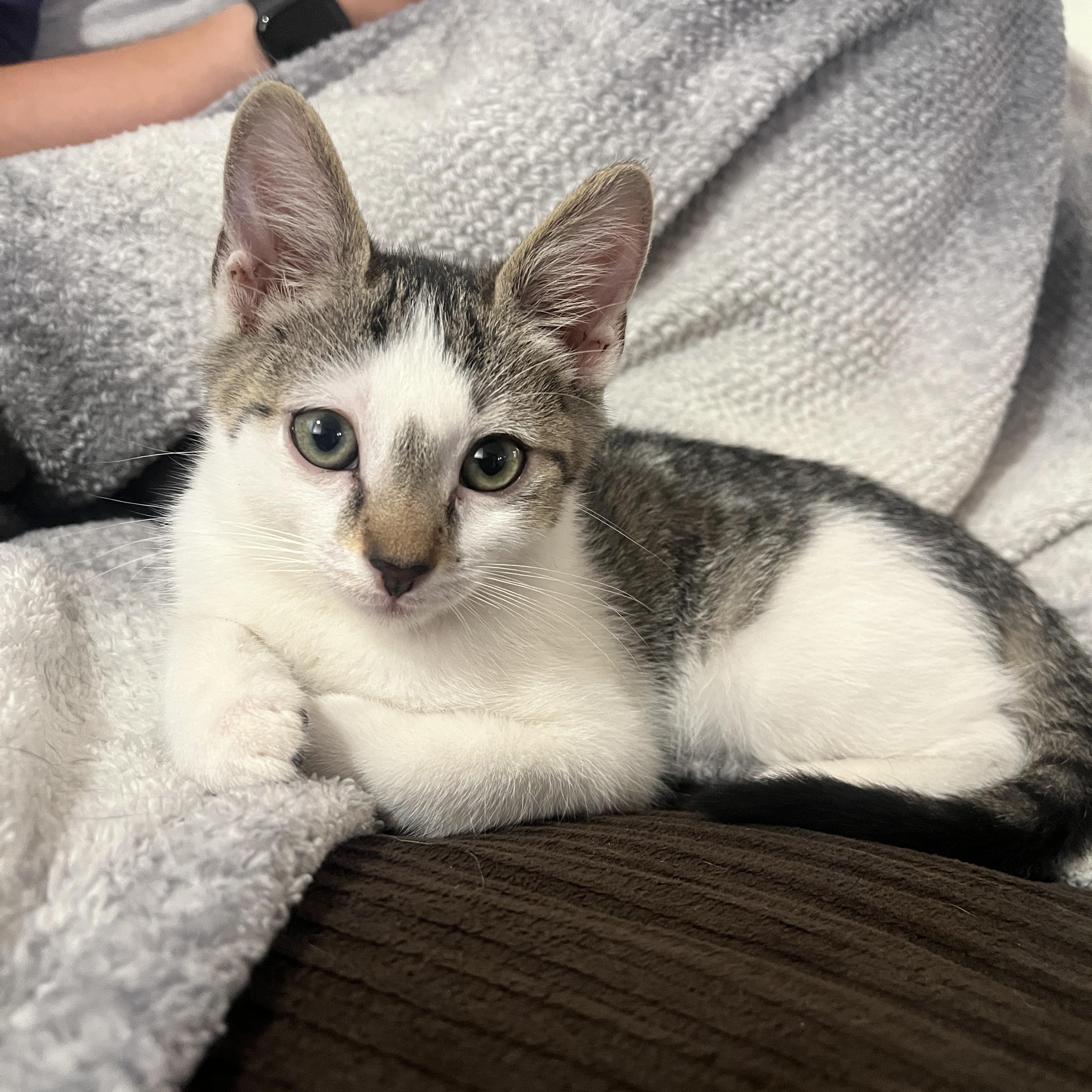 Theodore, ADOPTABLE, Kitten Male Tabby.
