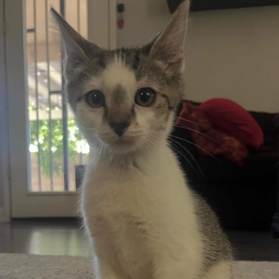 Enlarge Theodore, a ADOPTABLE Tabby in Queen Creek, AZ image 2/3