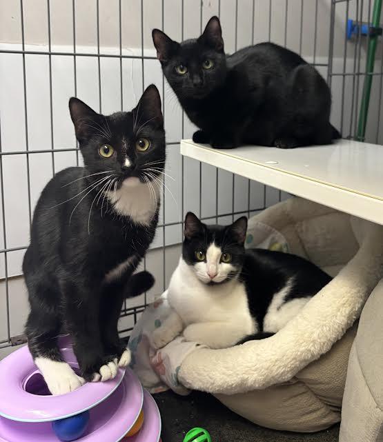 Dusty Bottoms, Harry Flugleman and Carmen, ADOPTABLE, Young Male Domestic Short Hair.