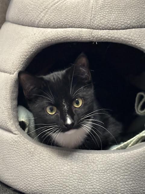 Enlarge Dusty Bottoms, Harry Flugleman and Carmen, a ADOPTABLE Domestic Short Hair in Marblehead, MA image 2/4